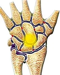 mediocarpalis