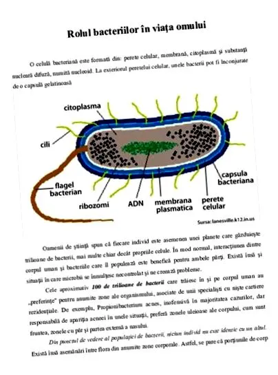 számára