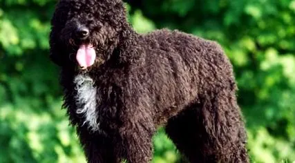 barbet