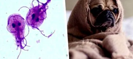 giardia