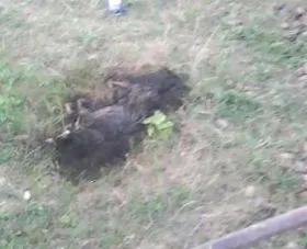 скршија деца