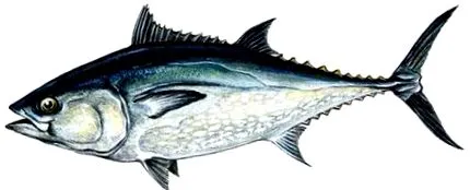 rövid