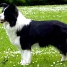 collie