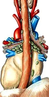 mediastinalis