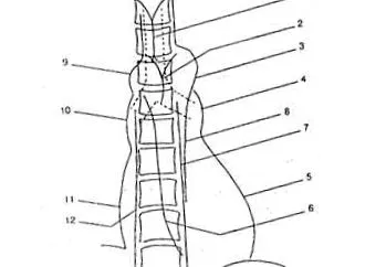 mediastinum