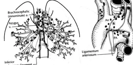 mediastinum
