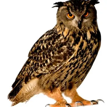 Bubo bubo