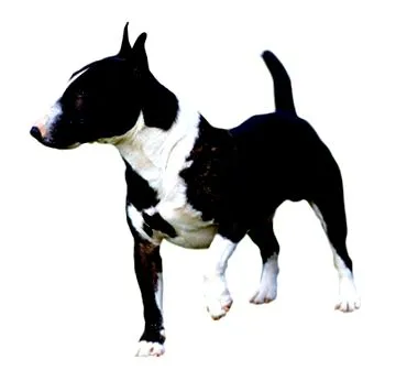 purina