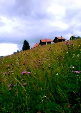 храна храна