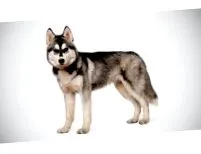 husky