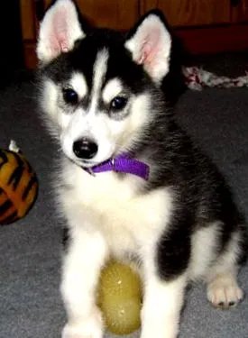 husky