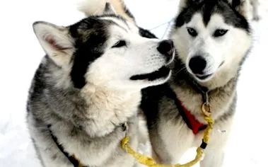 husky