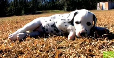 kutyák