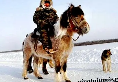 коњите Јакут