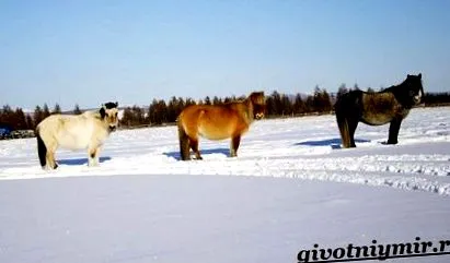 коњите Јакут