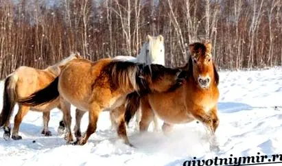 коњите Јакут