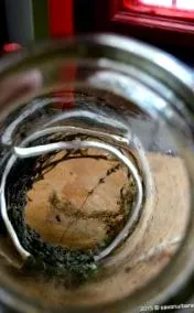 кисели