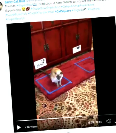 catsquare
