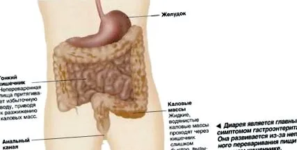 главните