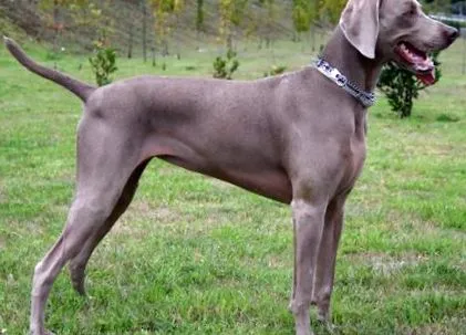 jedlo