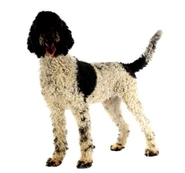 purina portugál vízi
