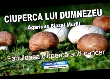 мурил