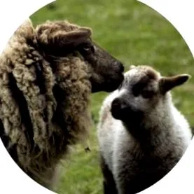 Romániában Vegán közösség