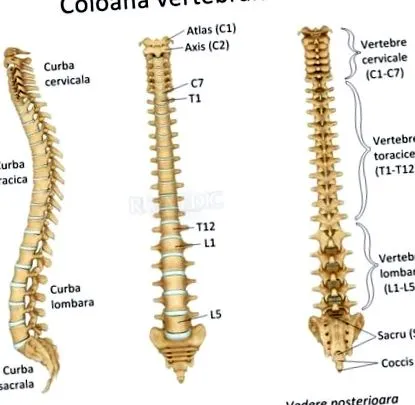 anatómia