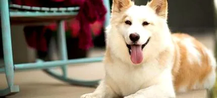 кучиња изглед