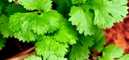 sativum sativum