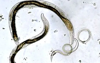 зараження