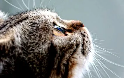 скроти