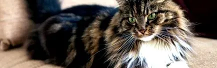 purina purina