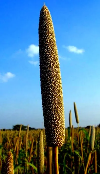 madaraknak