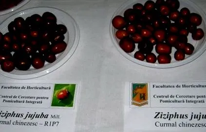növény dátum