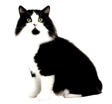 Cymric macska
