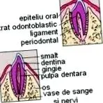 intrauterin