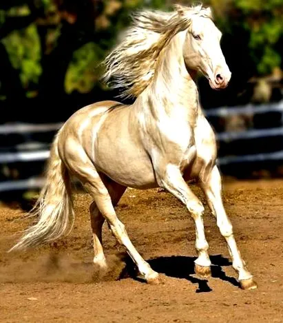 Akhal Teke
