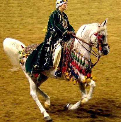 lófajta