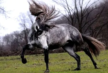 Akhal Teke