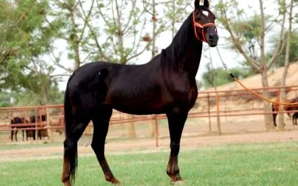 Akhal Teke