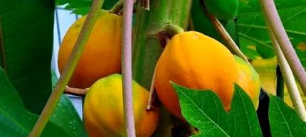 papaya gyümölcsben