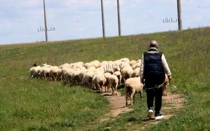 becali kizárólag