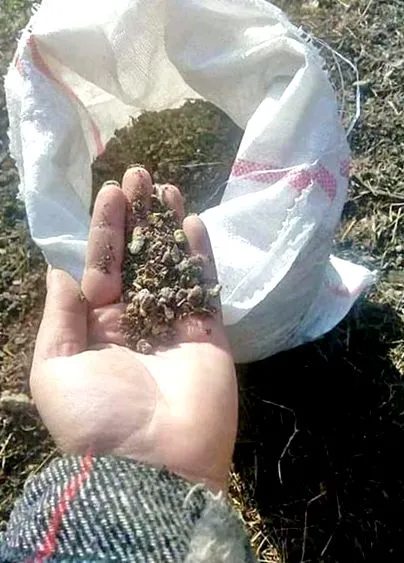 trágyából