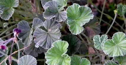 вирусот Pelargonium sidoides