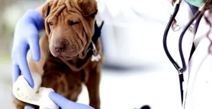 coolvet