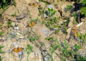 Vanessa cardui