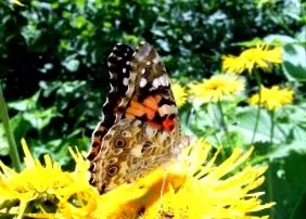 Vanessa cardui