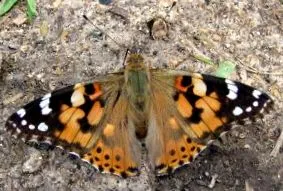 Vanessa cardui