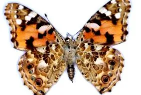 Vanessa cardui